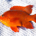 What is the orange fish in dana point harbor?