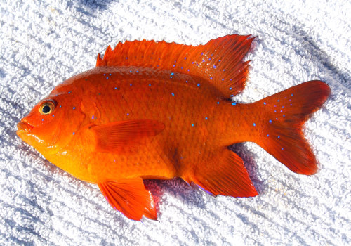 What is the orange fish in dana point harbor?